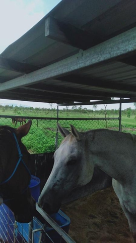 Round Mountain Horse Agistment — Pinnacles, QLD